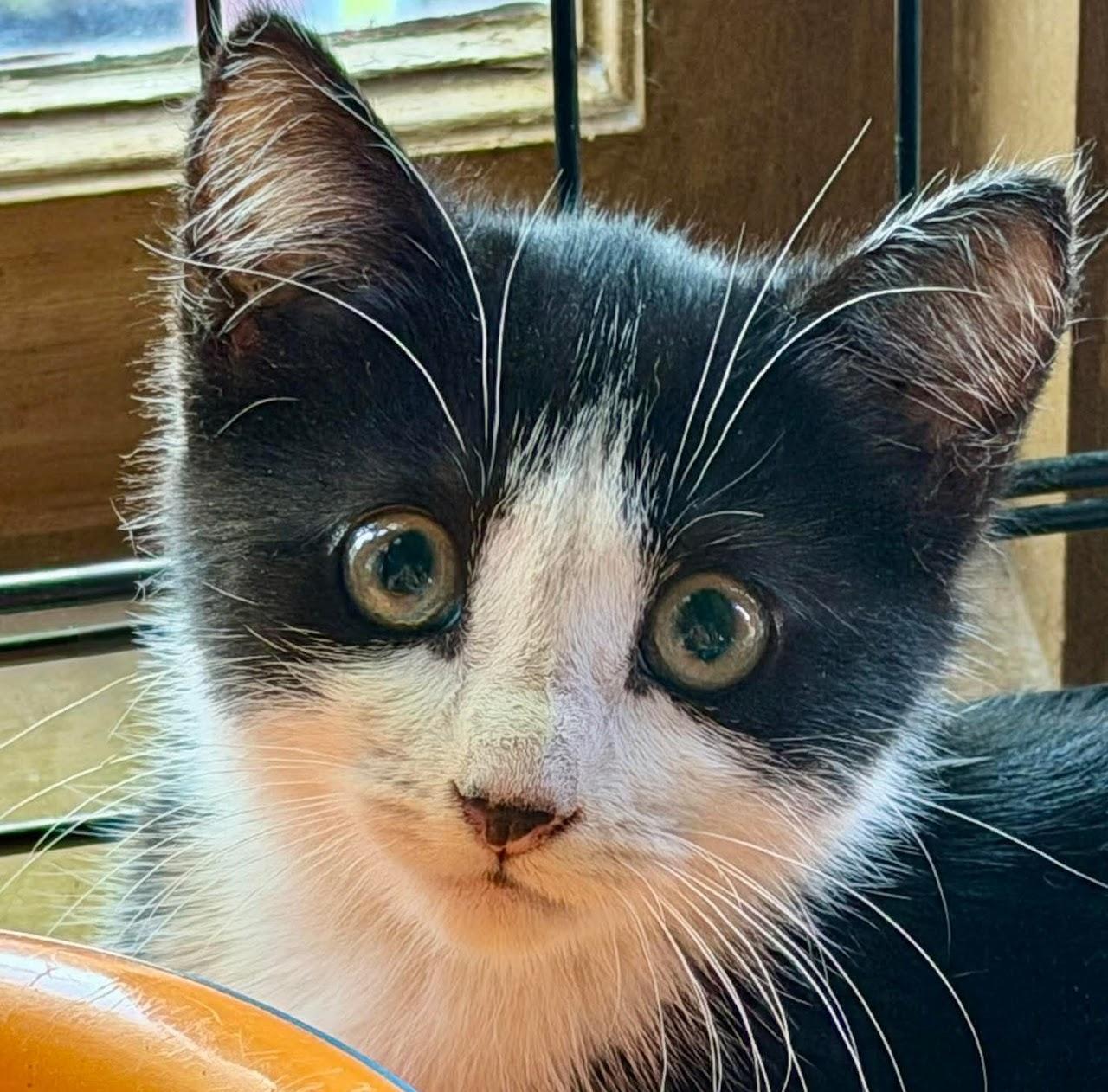 Paisley, ADOPTABLE, Young Female Tuxedo.