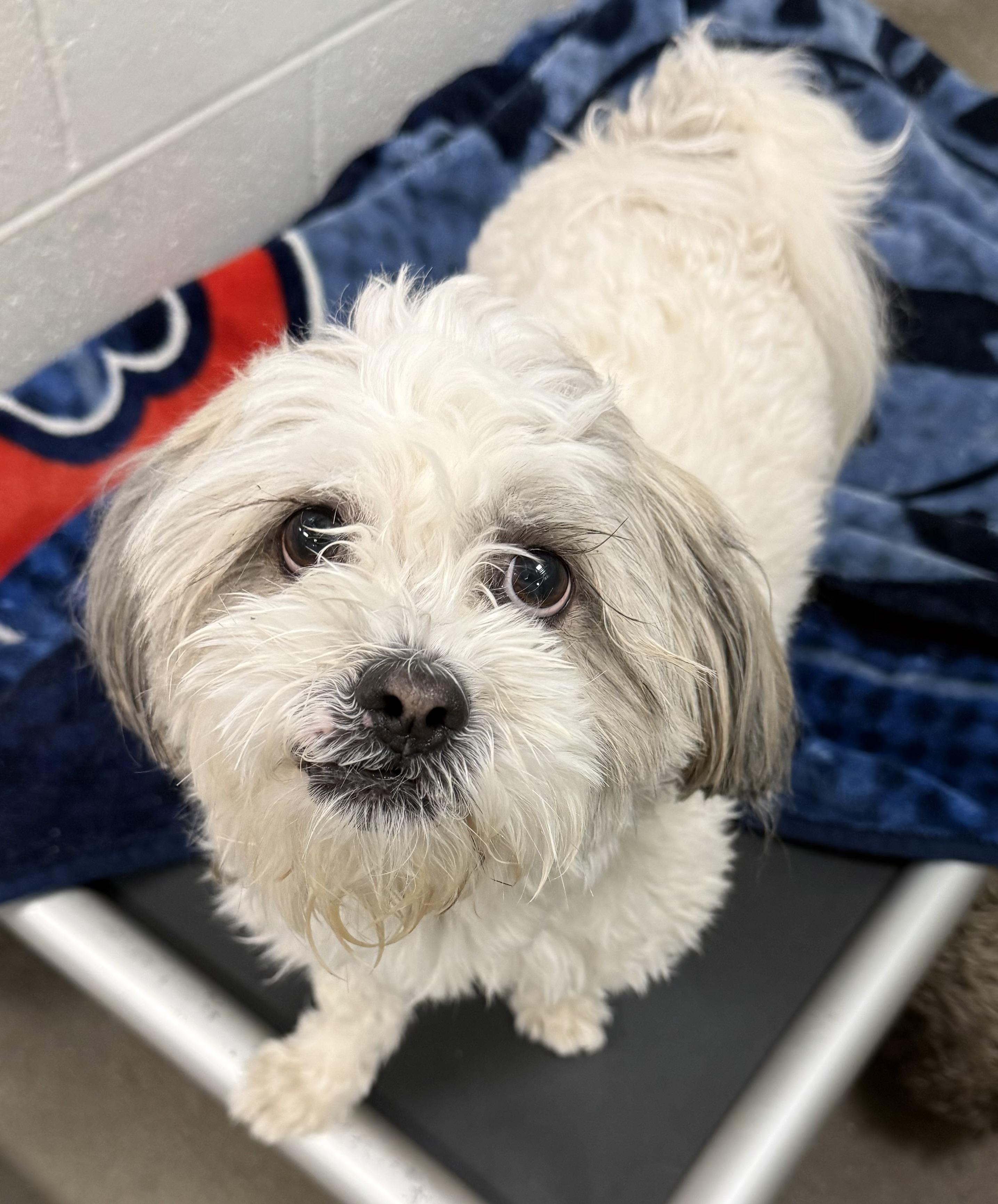 Grizzly, ADOPTABLE, Adult Male Lhasa Apso.