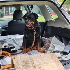 Coco, a ADOPTABLE Rottweiler in Redmond, WA image 5/6