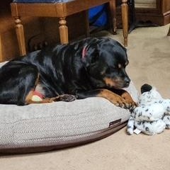 Coco, a ADOPTABLE Rottweiler in Redmond, WA image 3/6