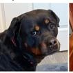 Coco, ADOPTABLE, Senior Female Rottweiler.