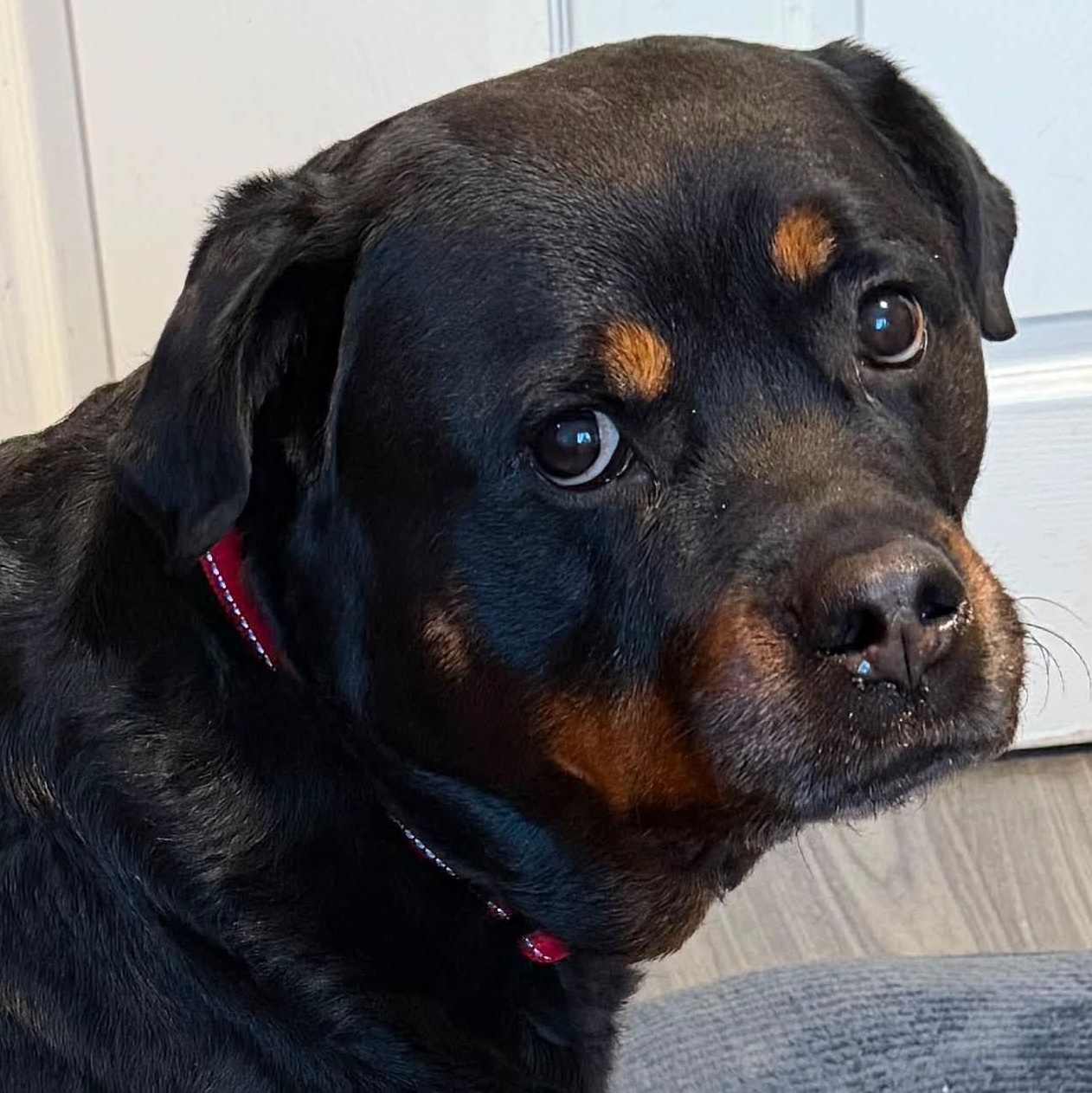 Coco, a ADOPTABLE Rottweiler in Redmond, WA image 6/6
