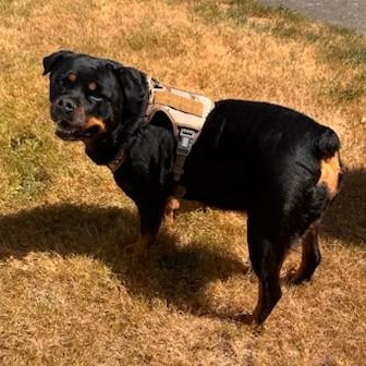 Coco, a ADOPTABLE Rottweiler in Redmond, WA image 2/6