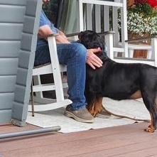 Coco, a ADOPTABLE Rottweiler in Redmond, WA image 6/6