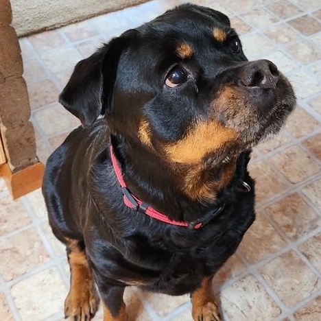 Coco, ADOPTABLE, Senior Female Rottweiler.