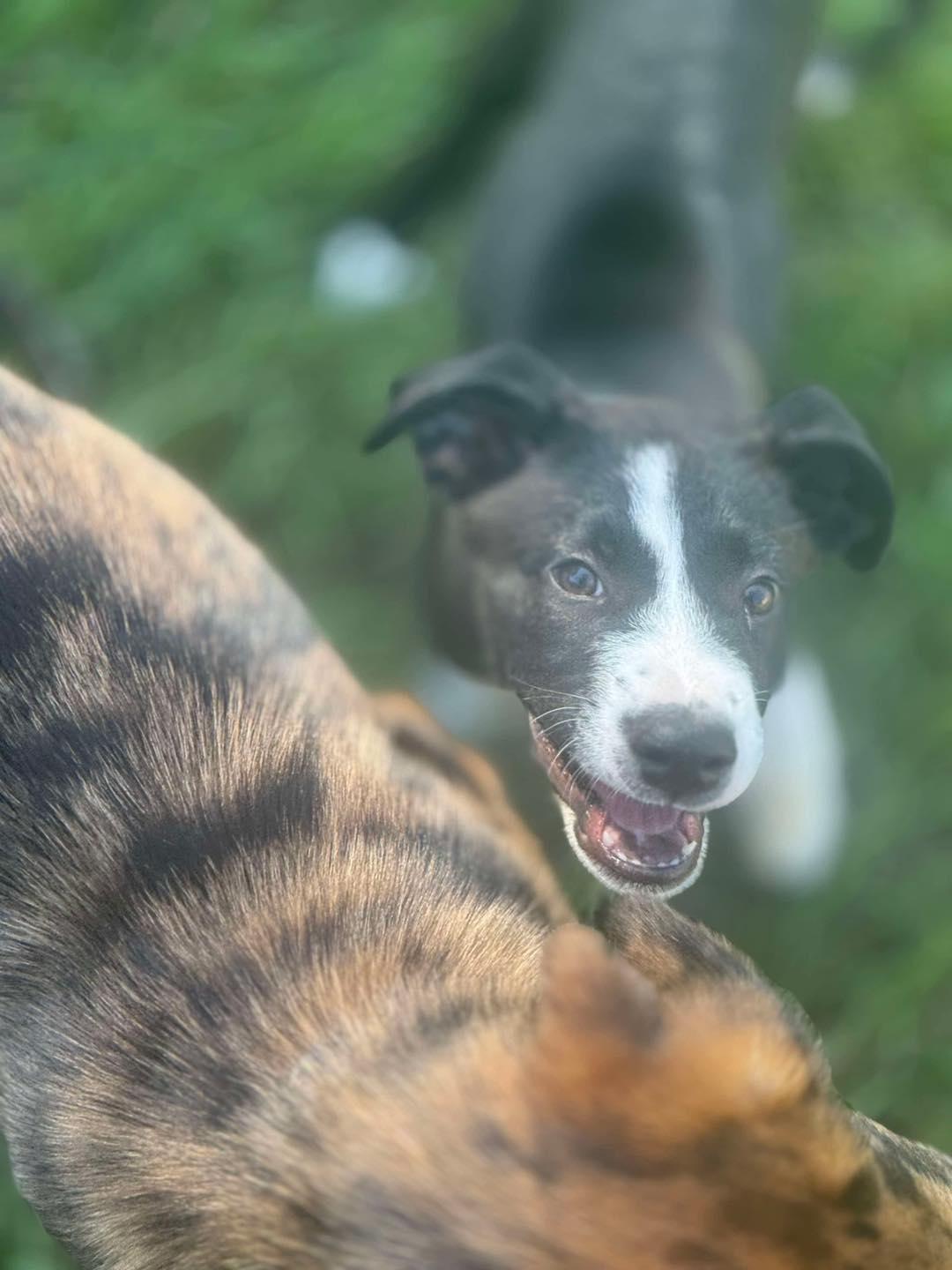 Caddy, an adoptable Mixed Breed in Grand Island, NE, 68801 | Photo Image 4