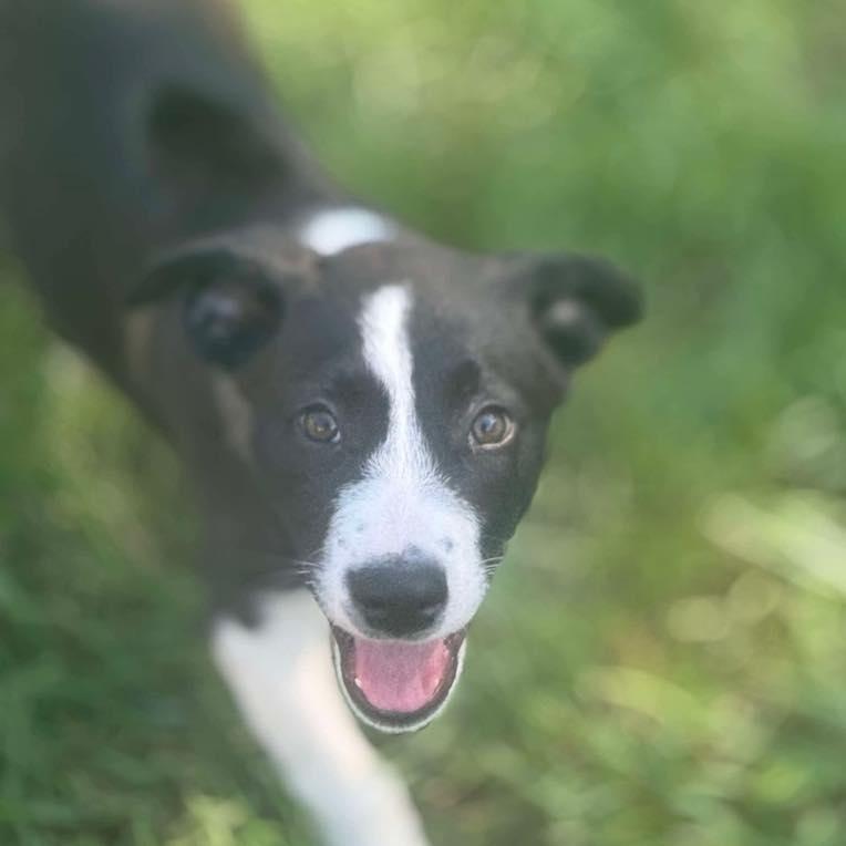 Caddy, an adoptable Mixed Breed in Grand Island, NE, 68801 | Photo Image 1