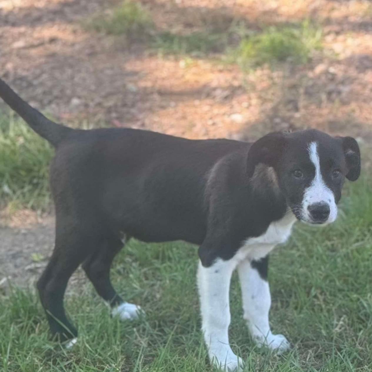 Caddy, an adoptable Mixed Breed in Grand Island, NE, 68801 | Photo Image 2