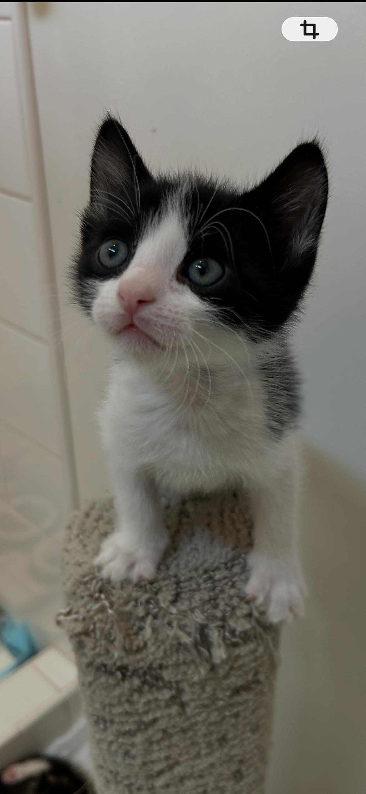 Enlarge Tommy, a Adoptable Domestic Short Hair in Hurricane, UT image 1/1