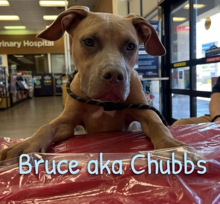 Bruce
