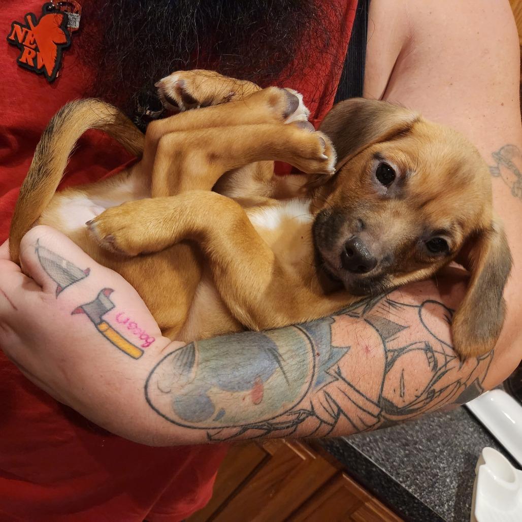 Mike, a Adoptable mixed breed in Chaska, MN image 1/6