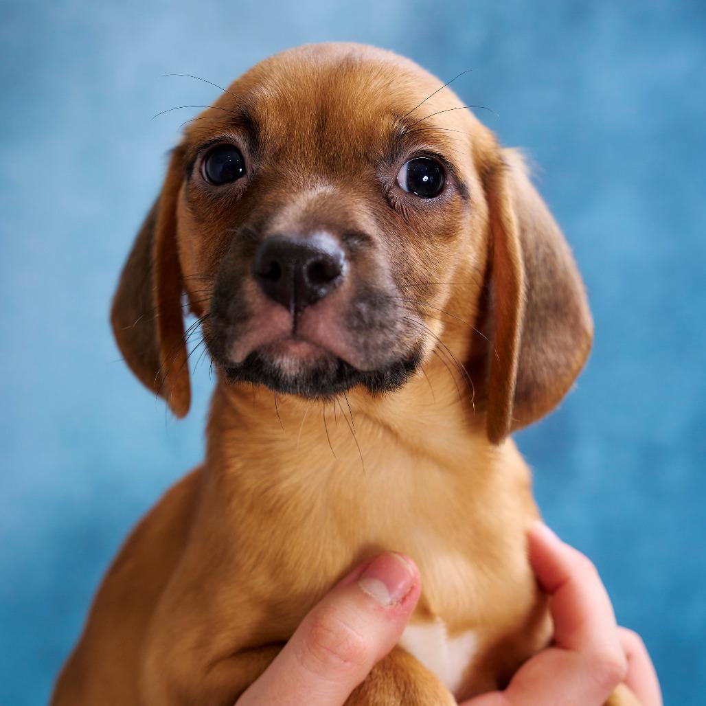 Mike, a Adoptable mixed breed in Chaska, MN image 2/6