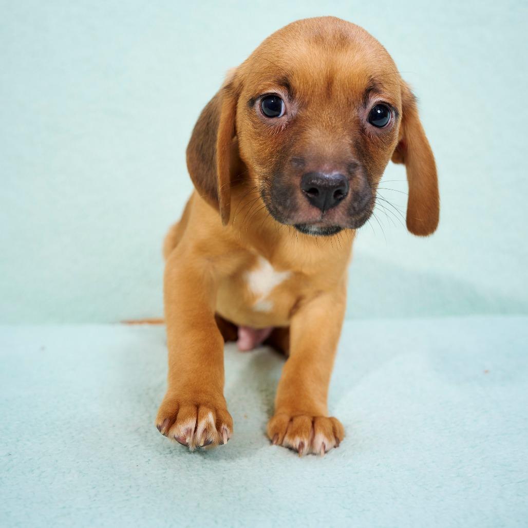 Mike, a Adoptable mixed breed in Chaska, MN image 4/6