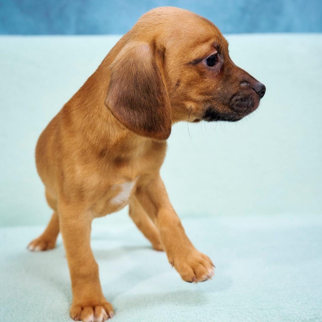 Mike, a Adoptable mixed breed in Chaska, MN image 5/6