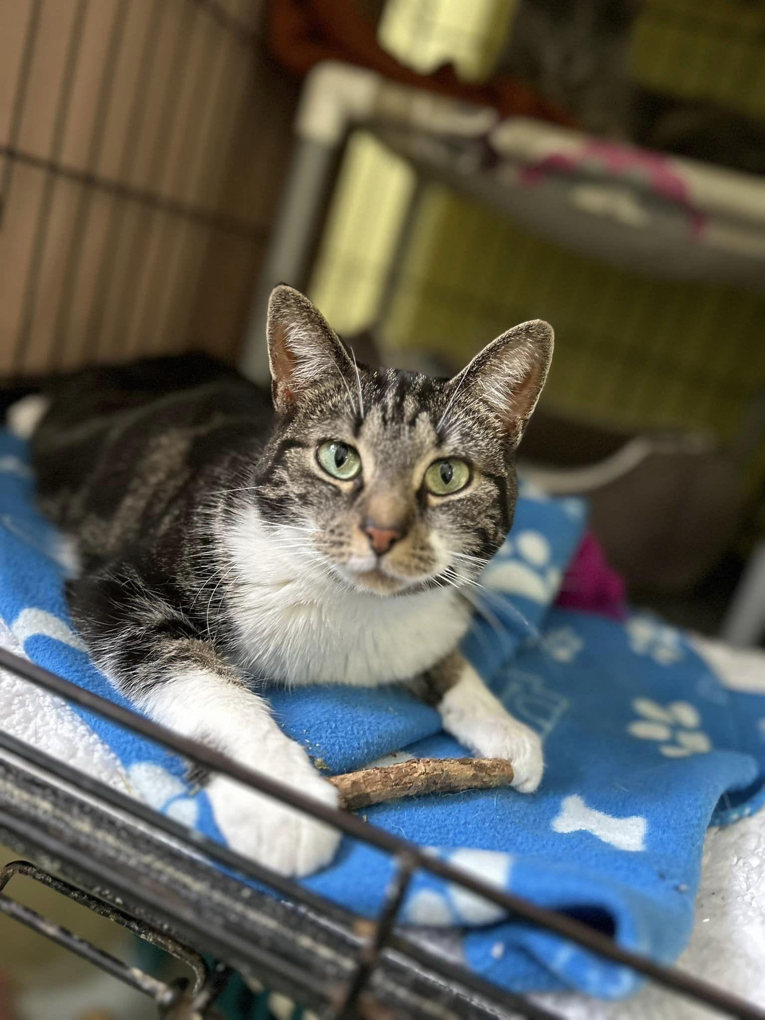 Enlarge Jazz, a Adoptable Domestic Short Hair in Montreal, QC image 1/3