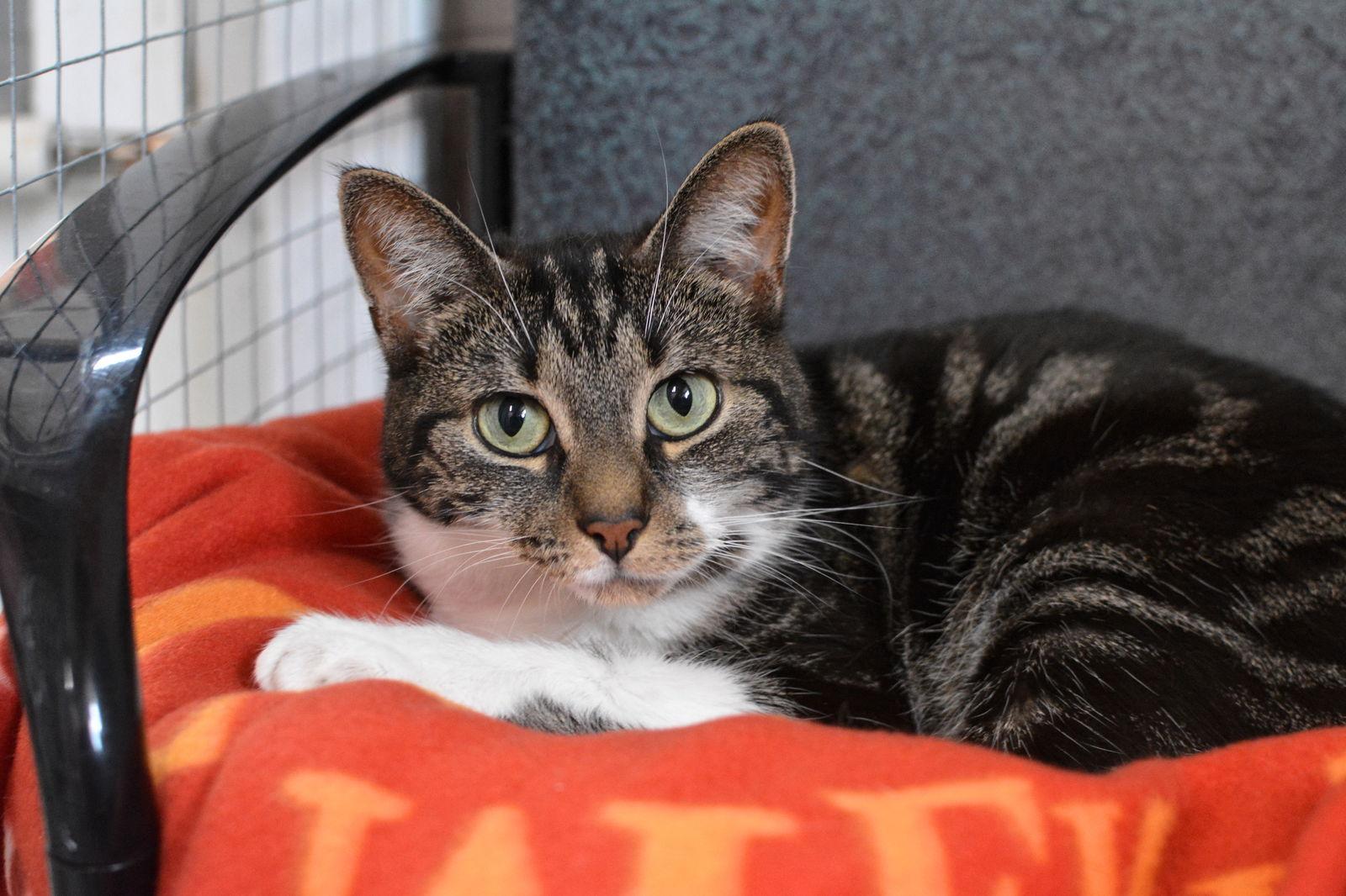 Enlarge Jazz, a Adoptable Domestic Short Hair in Montreal, QC image 2/3