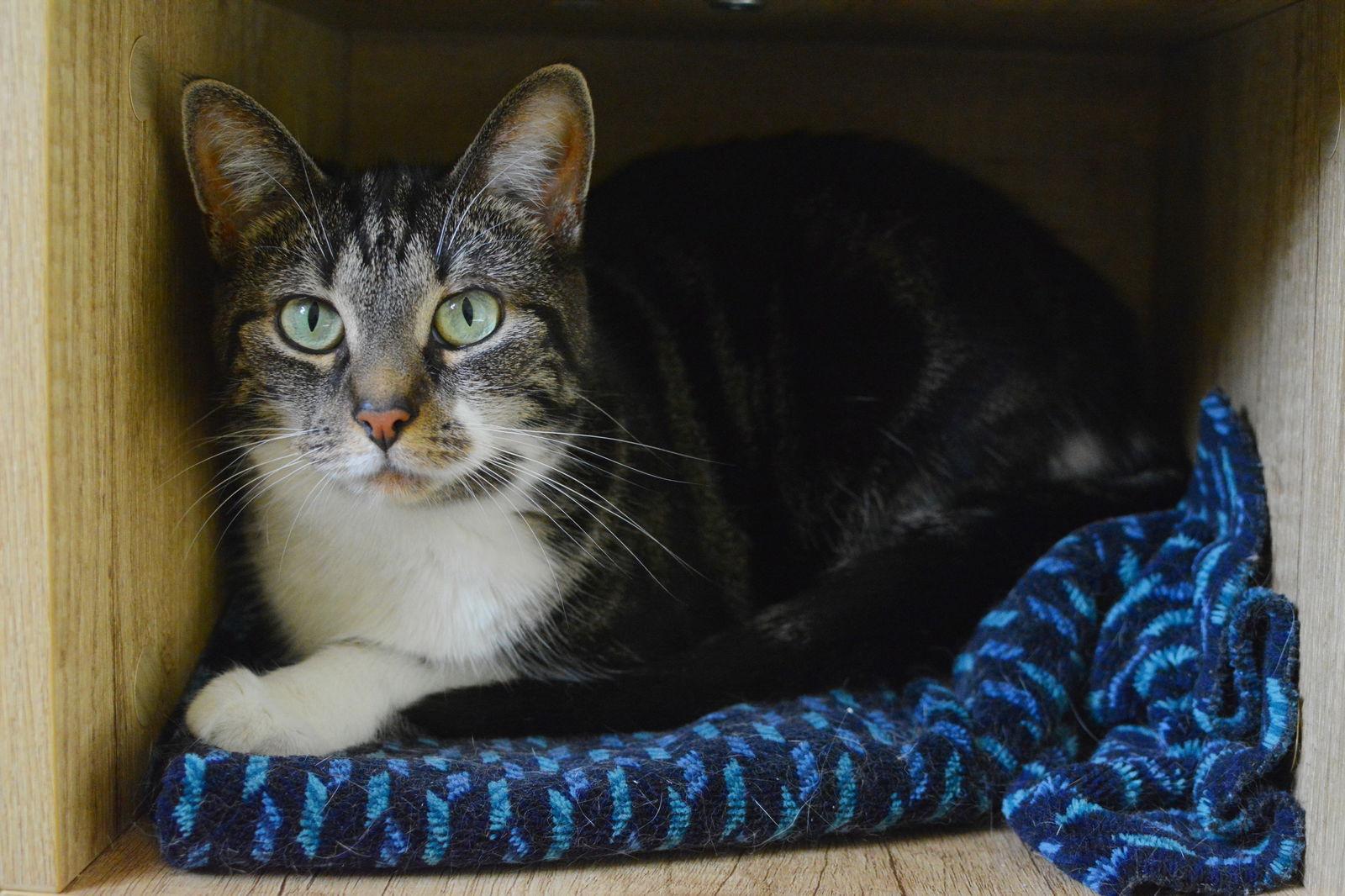 Jazz — thumbnail 3