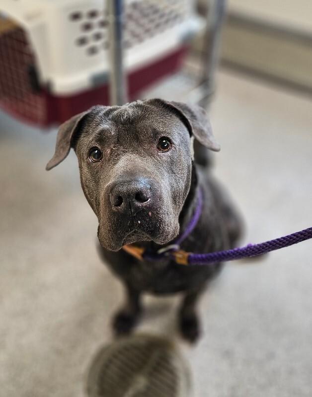 Stevie Nicks, Adoptable, Adult Female Shar-Pei & Labrador Retriever.