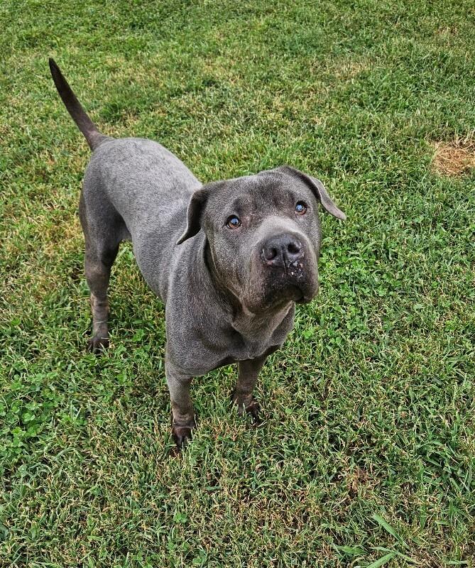 Enlarge Stevie Nicks, a Adoptable mixed breed in Disputanta, VA image 2/2