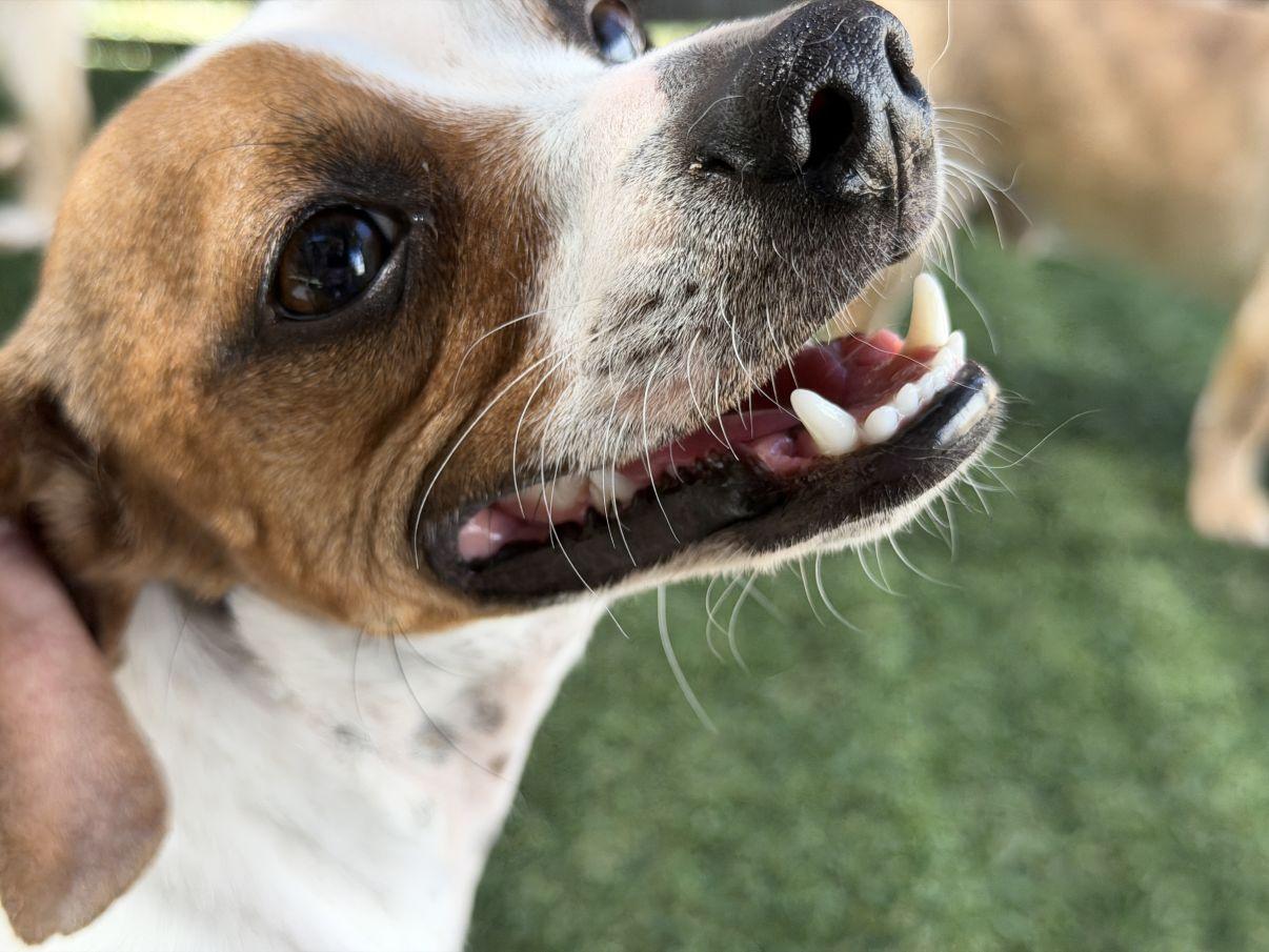 Charlie, a ADOPTABLE mixed breed in El Paso, TX image 1/6