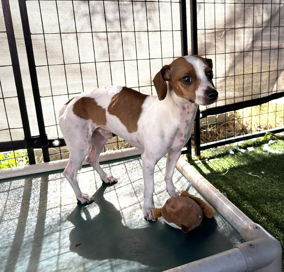 Charlie, a ADOPTABLE mixed breed in El Paso, TX image 5/6