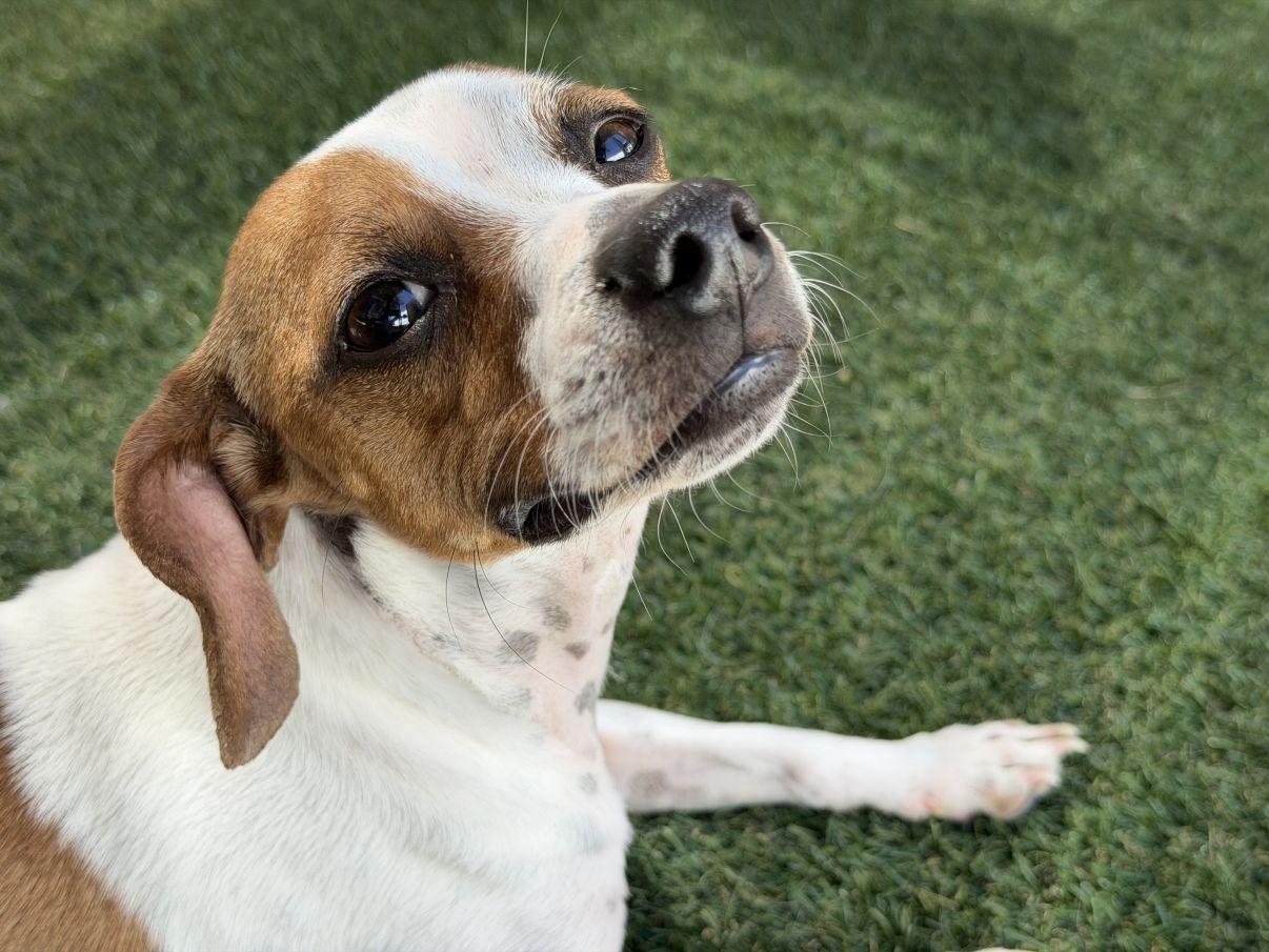 Charlie, a ADOPTABLE mixed breed in El Paso, TX image 3/6