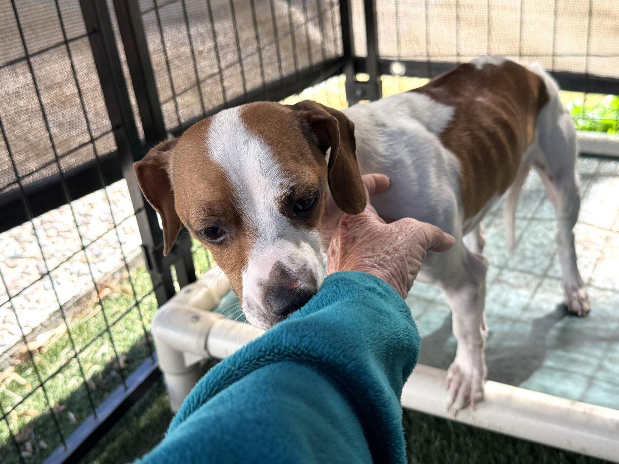 Charlie, a ADOPTABLE mixed breed in El Paso, TX image 6/6