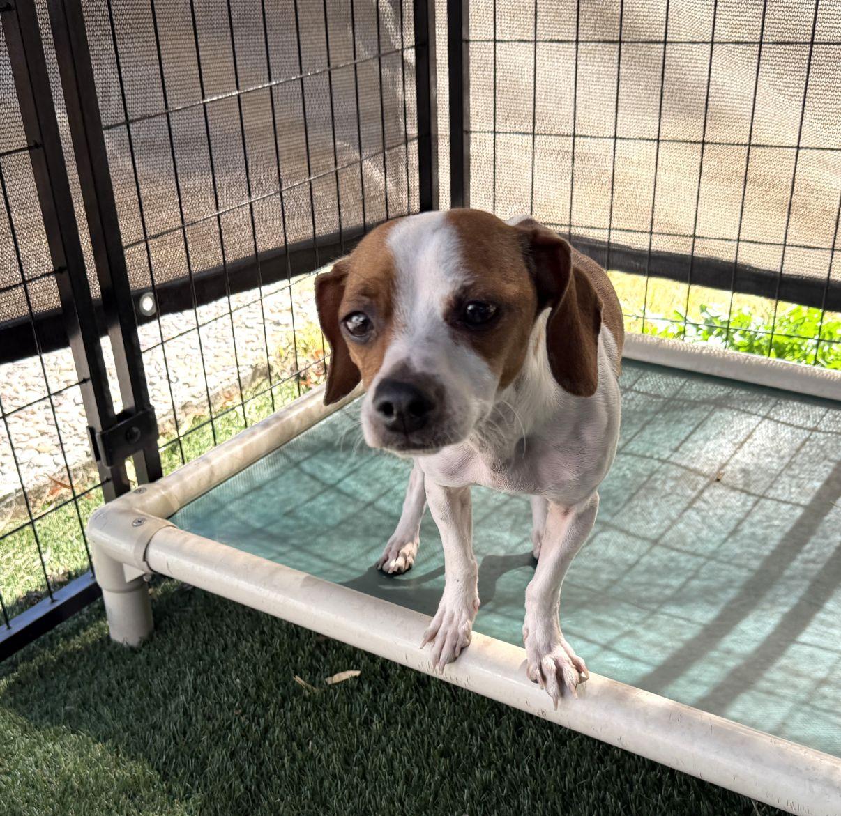 Charlie, a ADOPTABLE mixed breed in El Paso, TX image 4/6