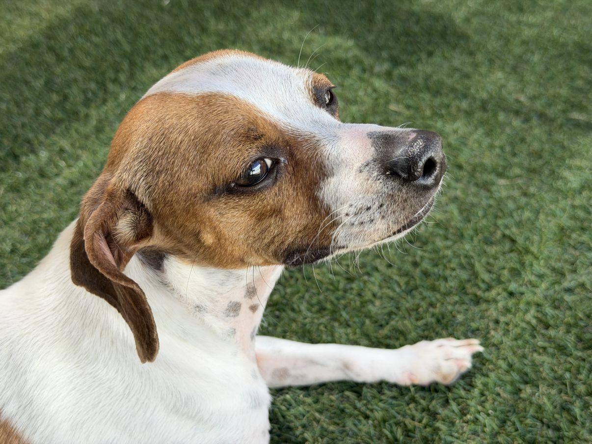 Charlie, a ADOPTABLE mixed breed in El Paso, TX image 2/6