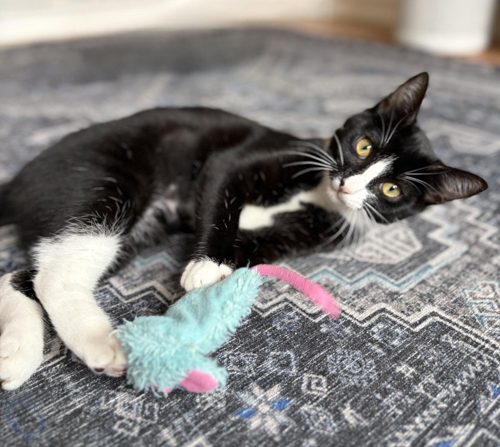 Enlarge Domino, a Adoptable Tuxedo in Alameda, CA image 2/3