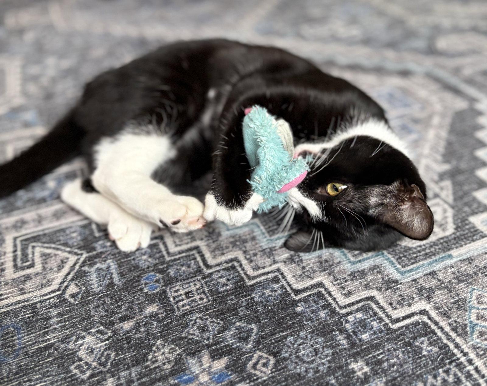 Enlarge Domino, a Adoptable Tuxedo in Alameda, CA image 3/3