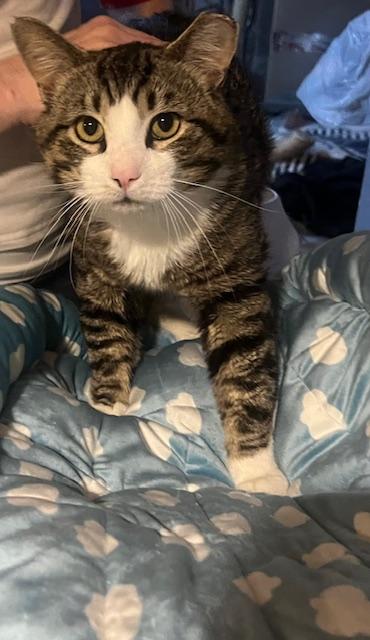 Enlarge Gunnar, a Adoptable Tabby in Washington, DC image 2/2