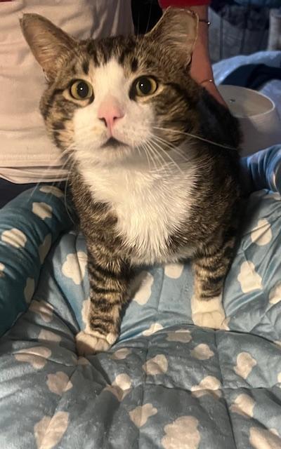 Enlarge Gunnar, a Adoptable Tabby in Washington, DC image 1/2