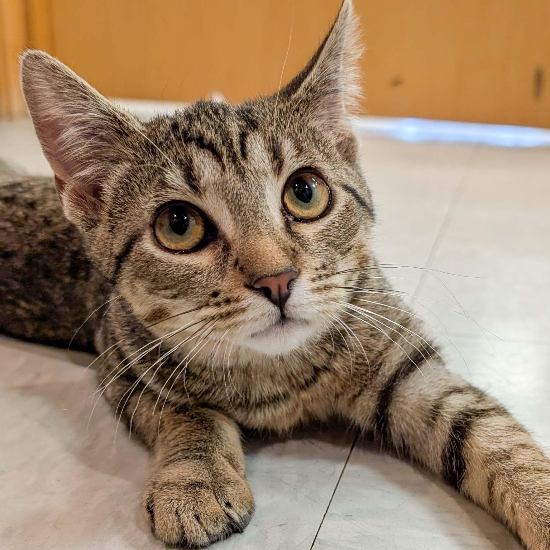 Sierra, ADOPTABLE, Kitten Female Domestic Short Hair.