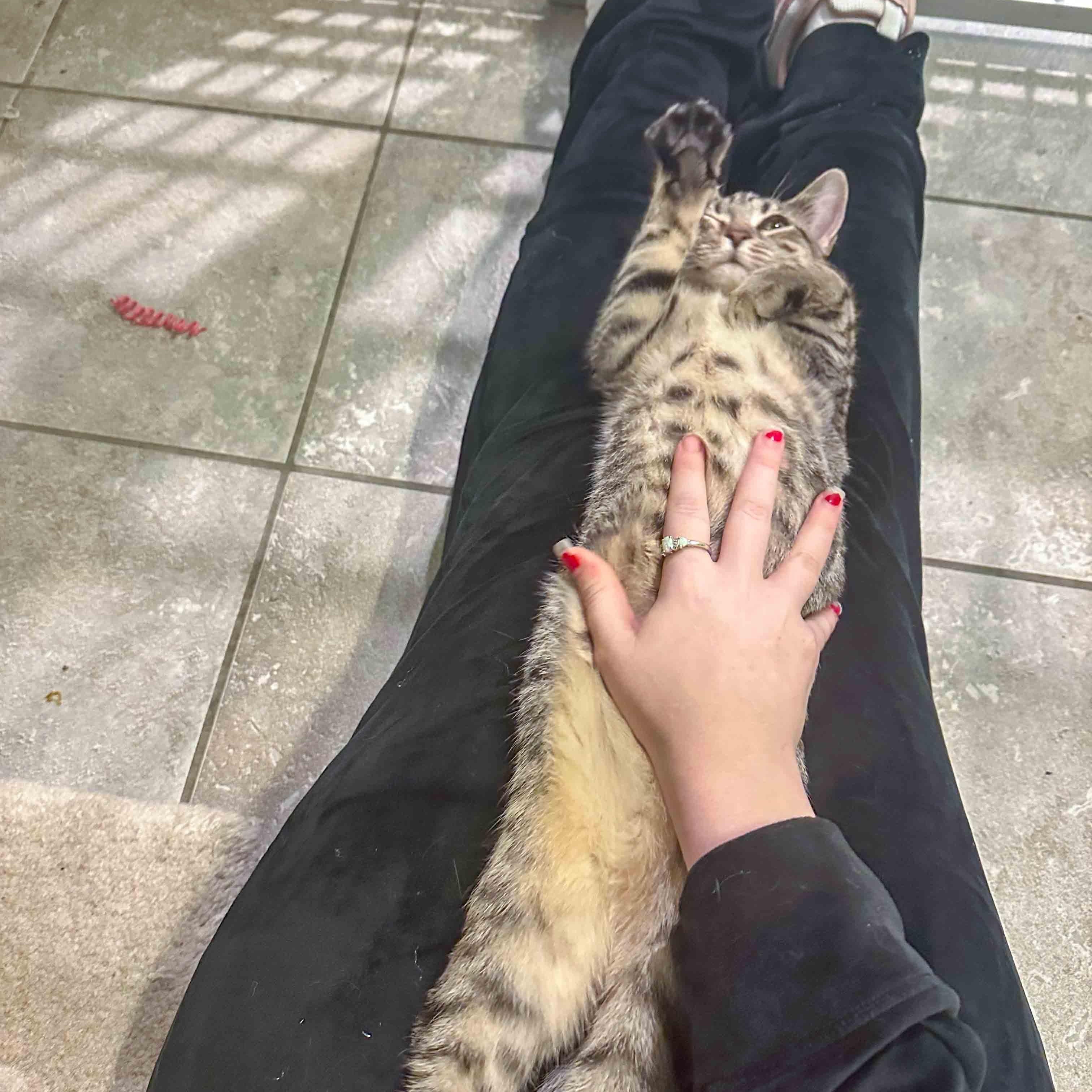 Sierra, a ADOPTABLE Domestic Short Hair in Stamford, CT image 3/5