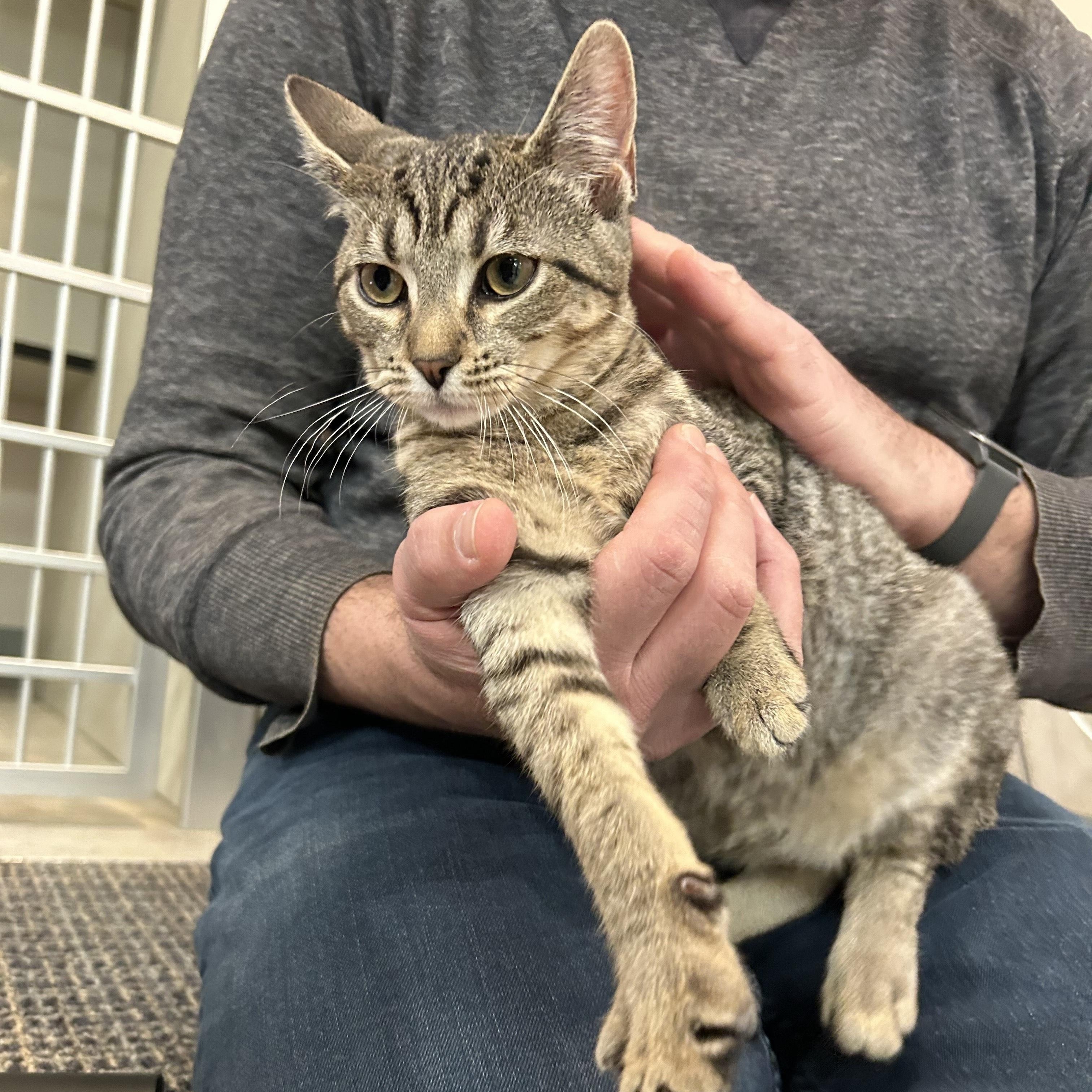 Sierra, a ADOPTABLE Domestic Short Hair in Stamford, CT image 4/5