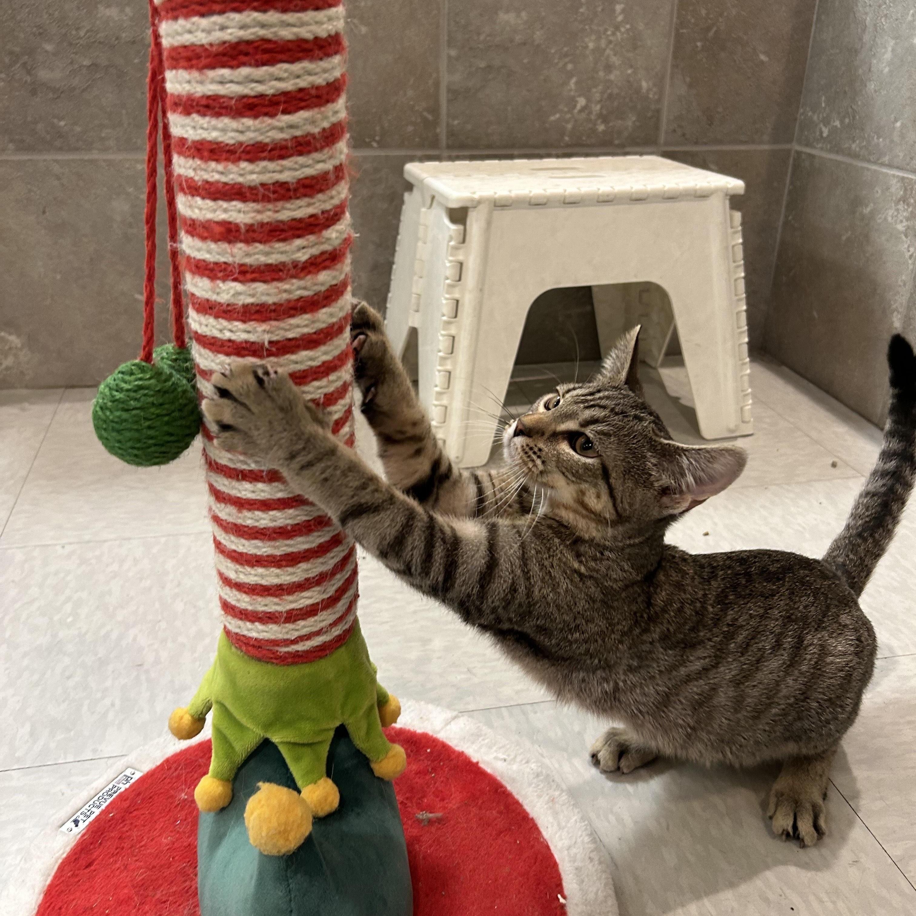 Sierra, a ADOPTABLE Domestic Short Hair in Stamford, CT image 5/5