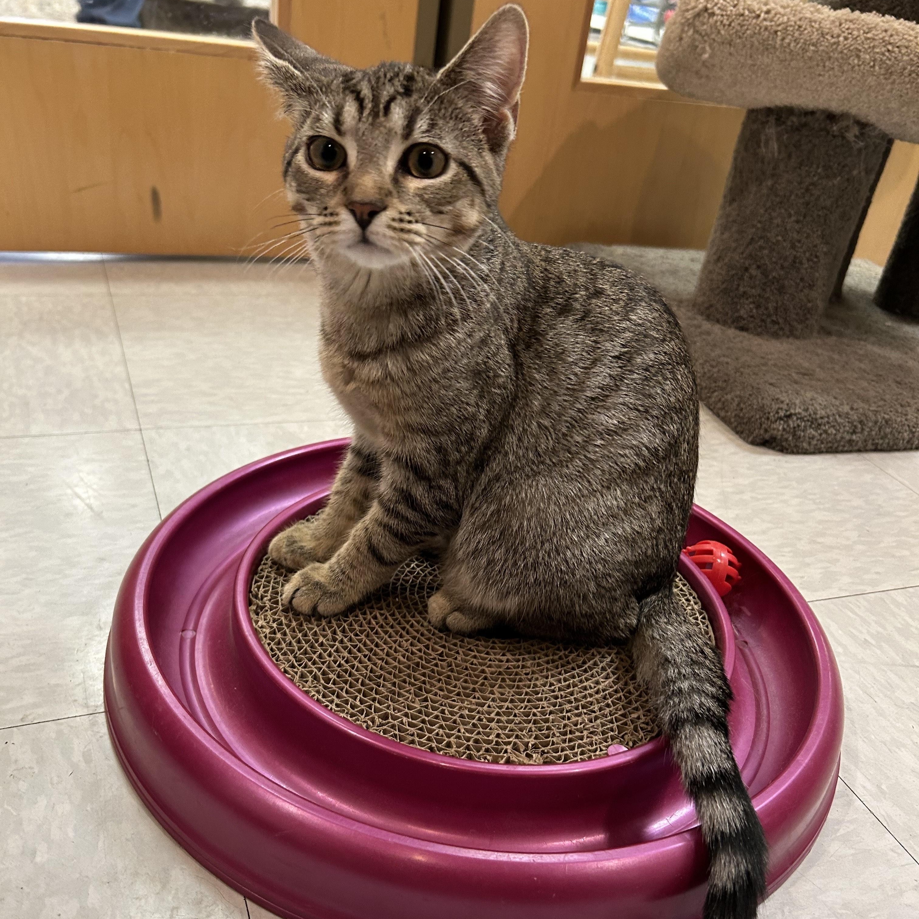 Sierra, a ADOPTABLE Domestic Short Hair in Stamford, CT image 1/5