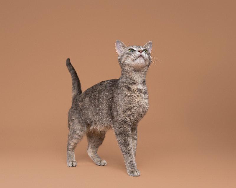 North, Adoptable, Adult Female Domestic Short Hair.