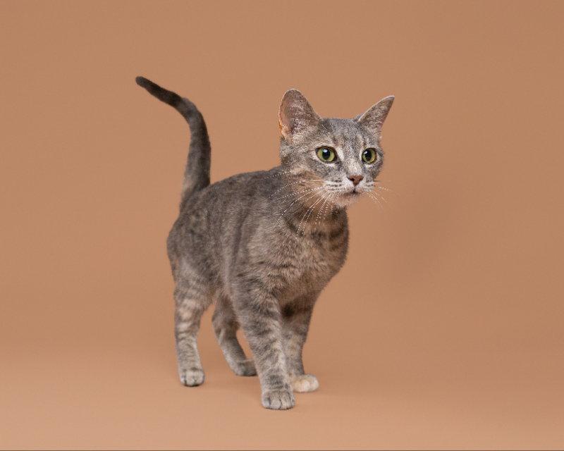 North, a Adoptable Domestic Short Hair in House Springs, MO image 2/3