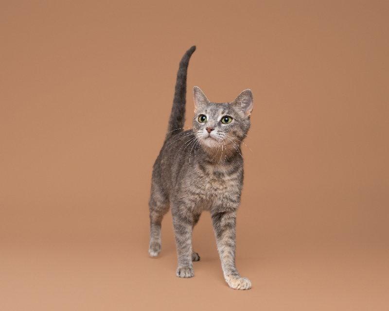 North, a Adoptable Domestic Short Hair in House Springs, MO image 3/3