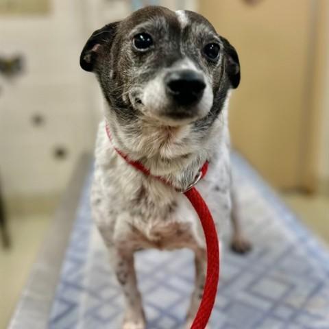 Cookie- #51218, adopted, Adult Female Jack Russell Terrier.