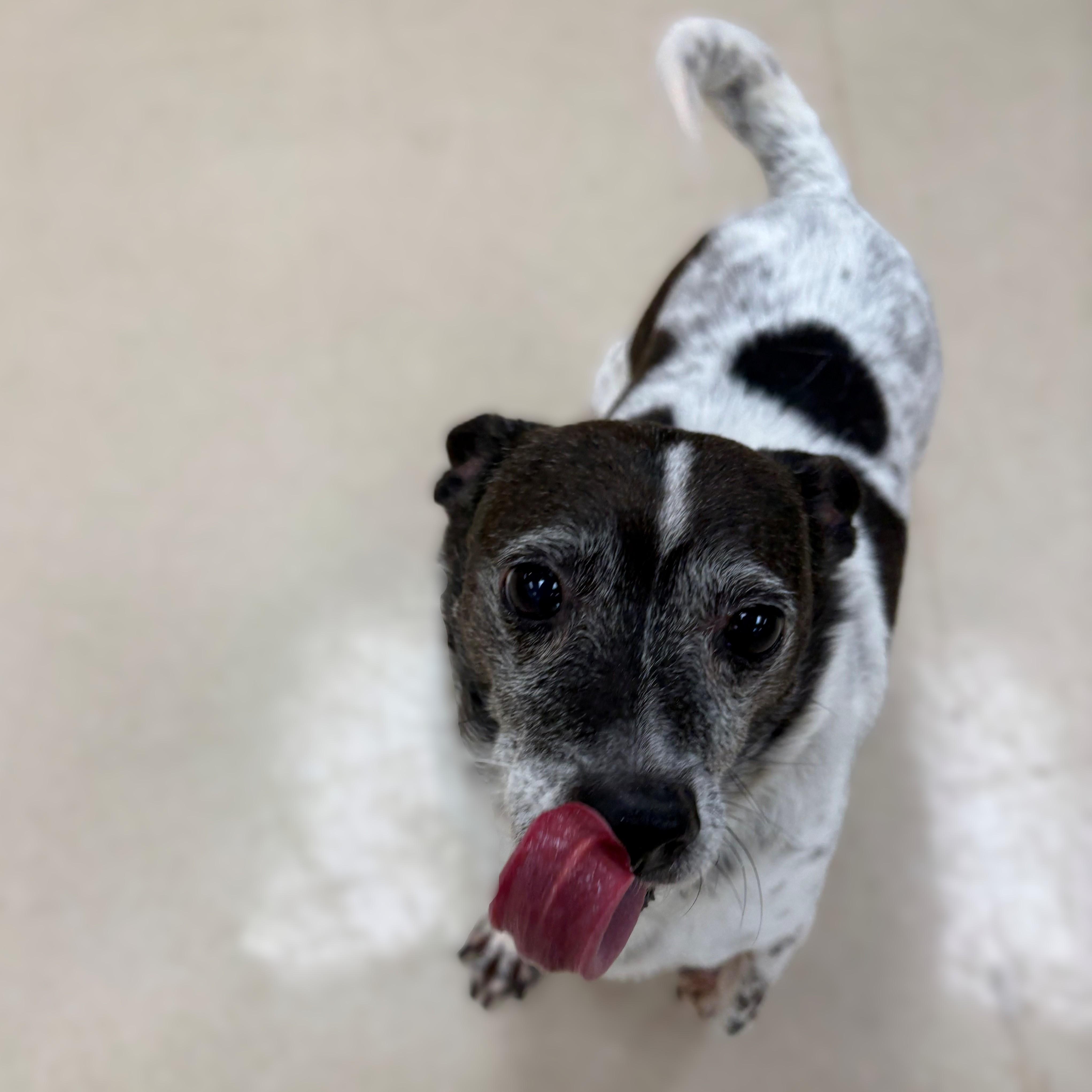 Enlarge Cookie- #51218, an adopted mixed breed in Columbia, MD image 3/3