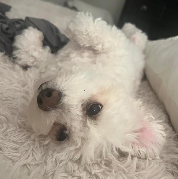 Enlarge Hudson, a ADOPTABLE mixed breed in Englishtown, NJ image 2/2