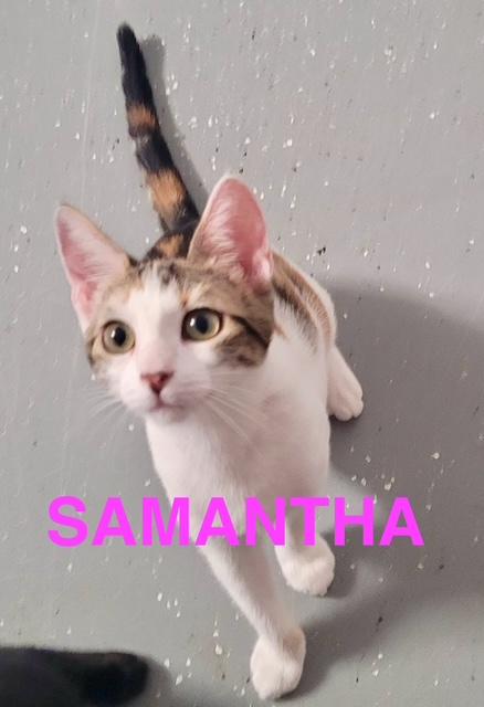 Samantha, Young Female American Shorthair