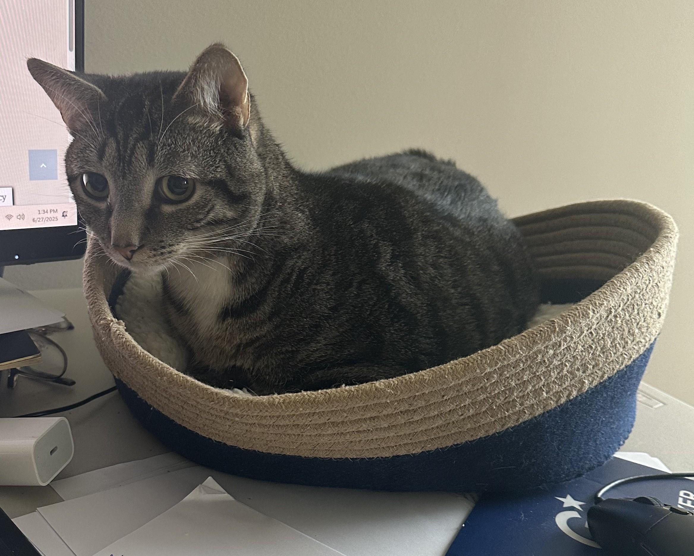 Little Man, Adoptable, Young Male Tabby.