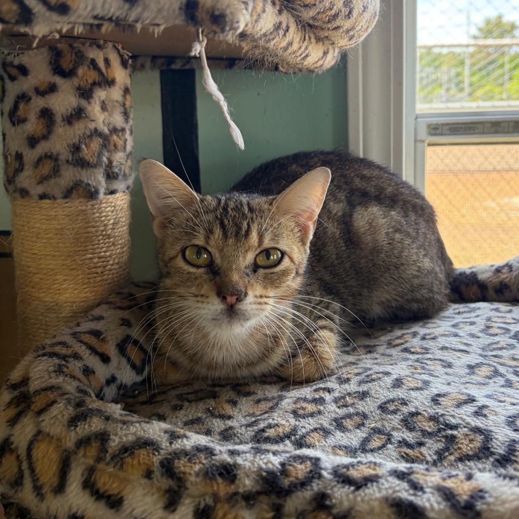 Enlarge Kelly, a Adoptable Domestic Short Hair in West Point, MS image 1/3