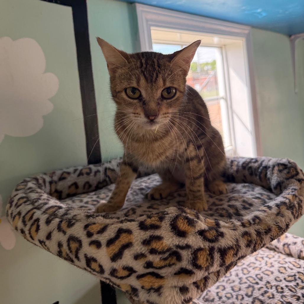 Enlarge Kelly, a Adoptable Domestic Short Hair in West Point, MS image 3/3