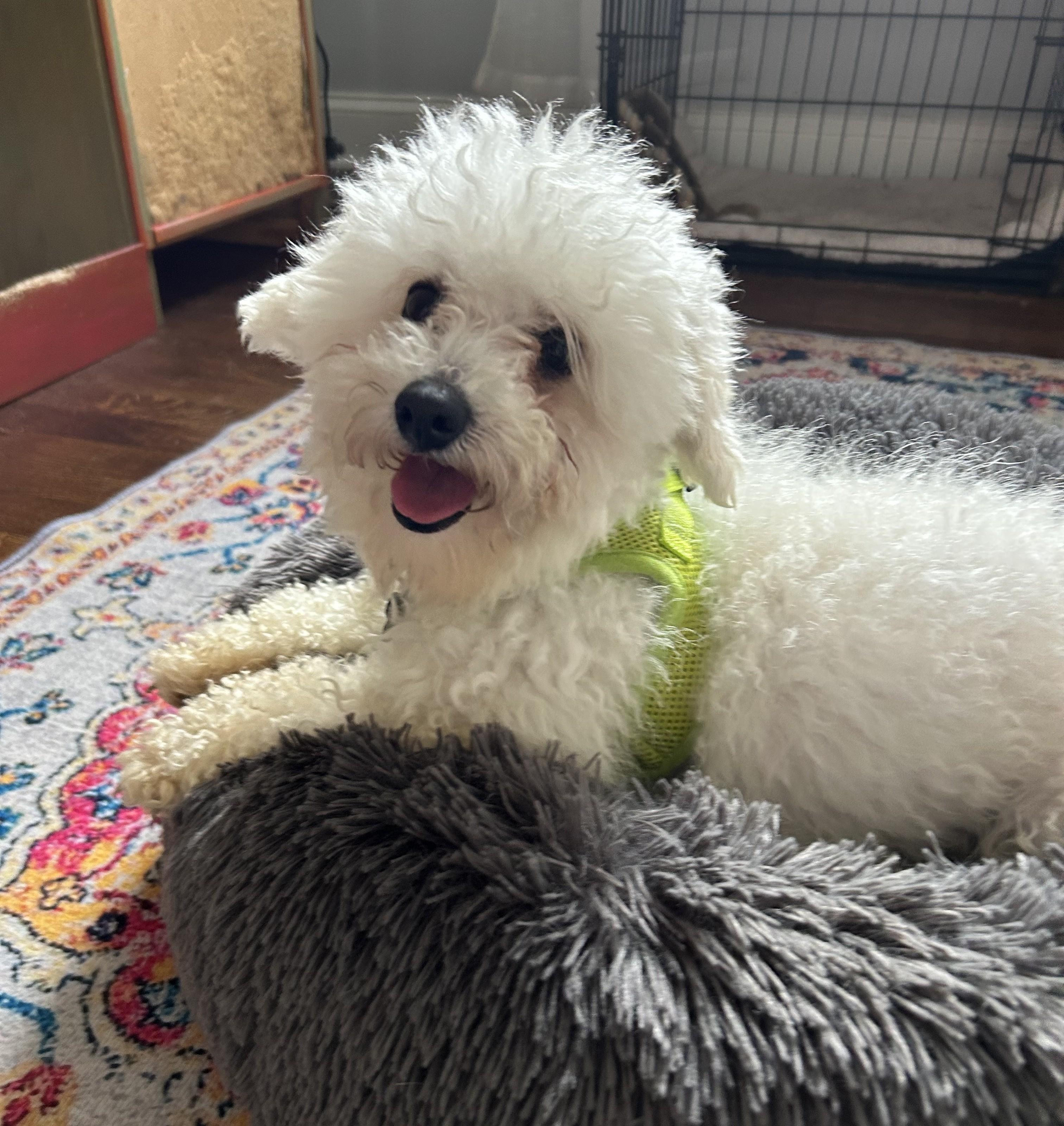 Enlarge Ace, an adopted Miniature Poodle in Closter, NJ image 2/4