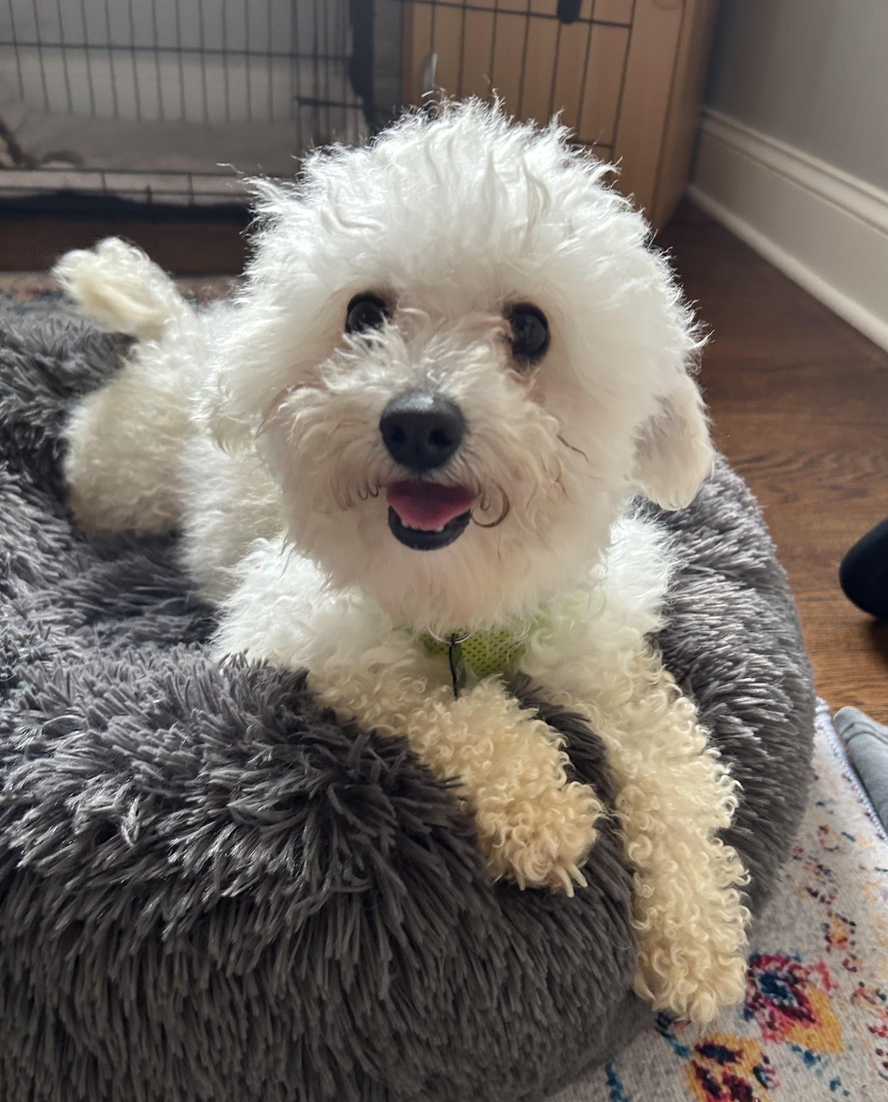 Enlarge Ace, an adopted Miniature Poodle in Closter, NJ image 4/4